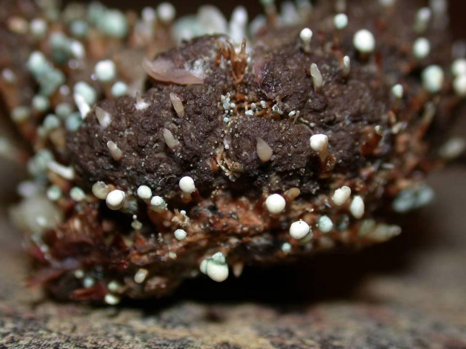 Penicillium vulpinum image