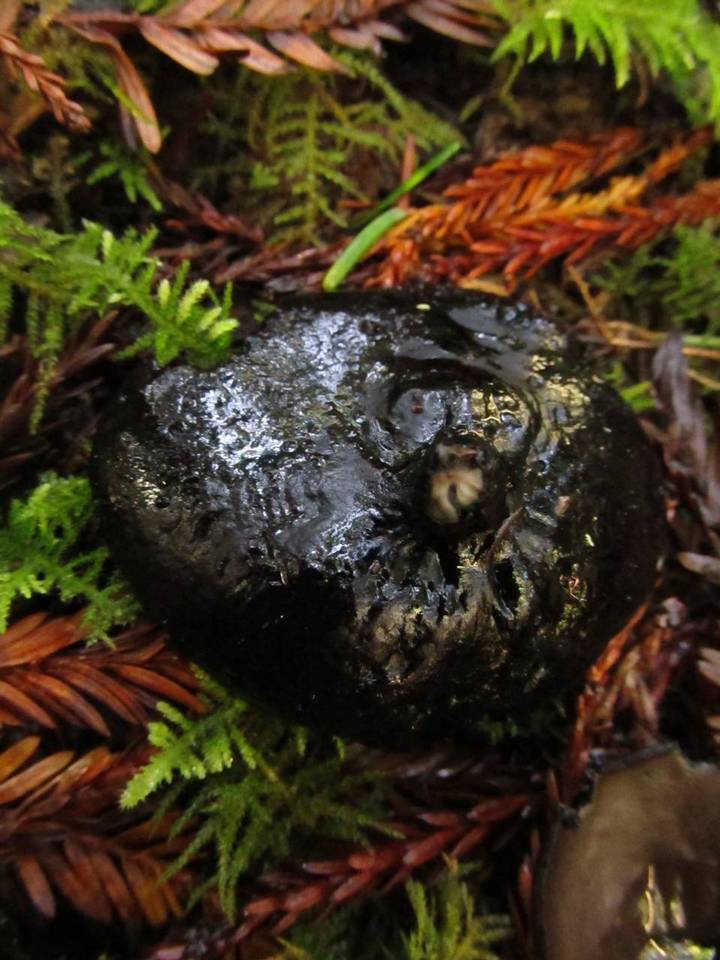 Pseudoplectania vogesiaca image