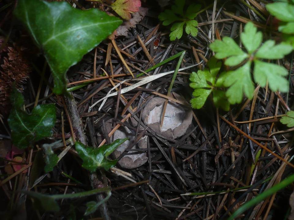 Neournula pouchetii image