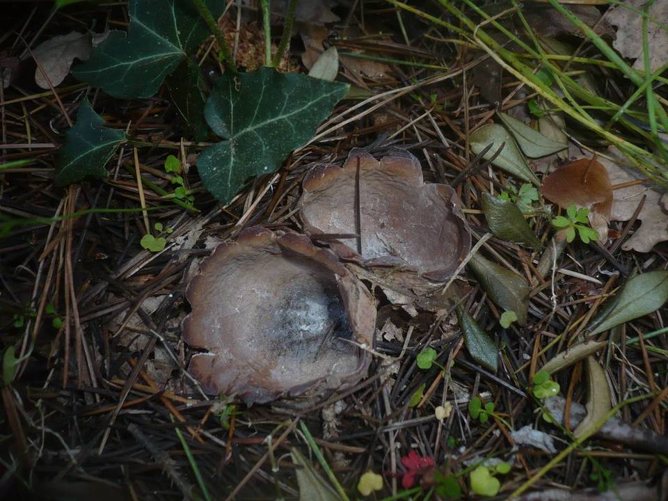Neournula pouchetii image