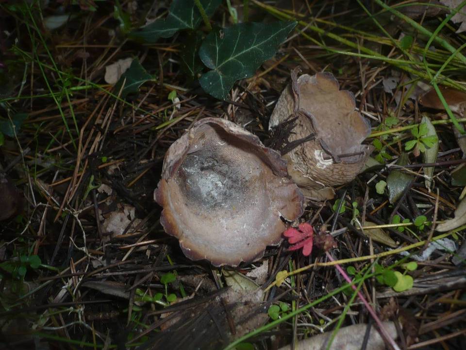Neournula pouchetii image