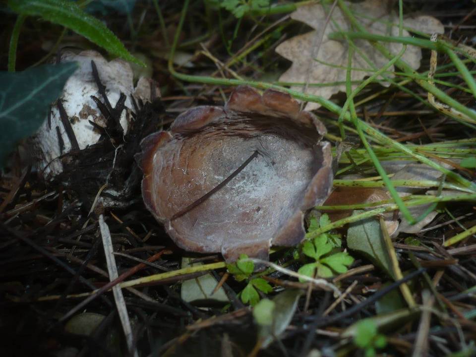 Neournula pouchetii image