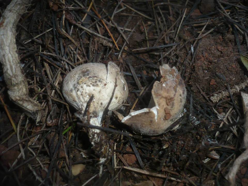 Neournula pouchetii image