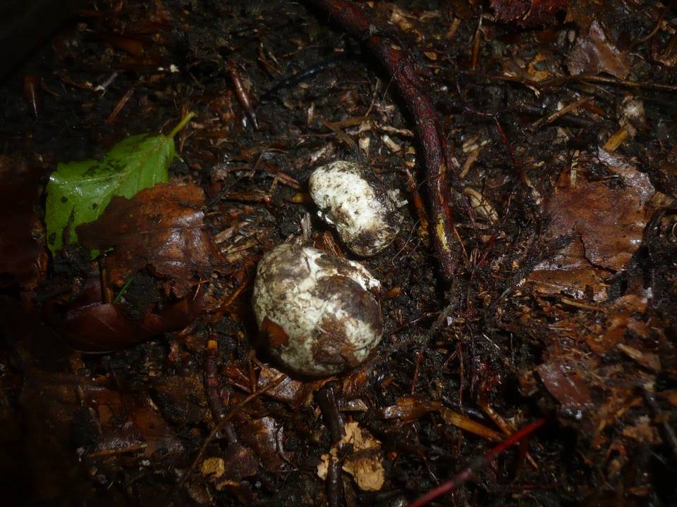 Octavianina asterosperma image