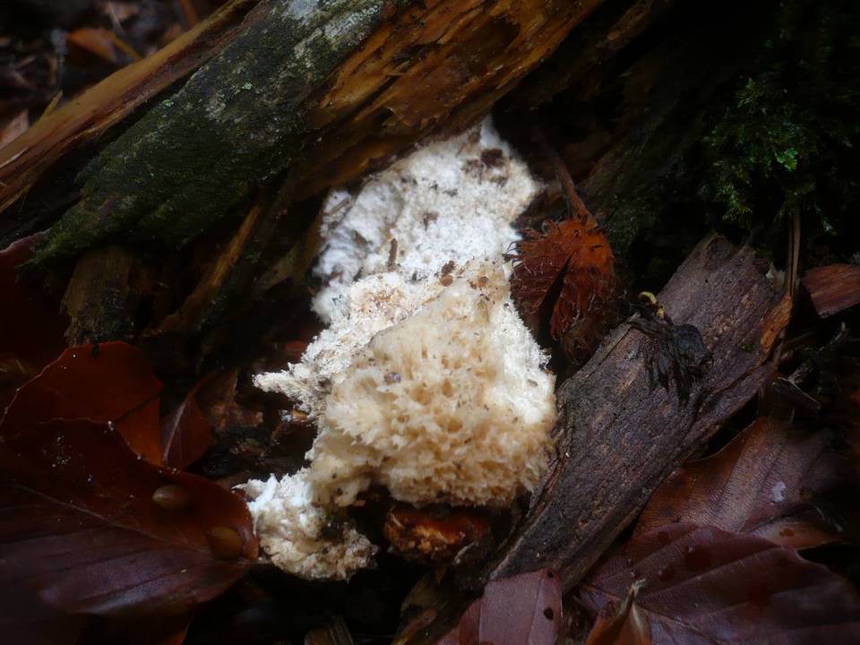 Postia ptychogaster image