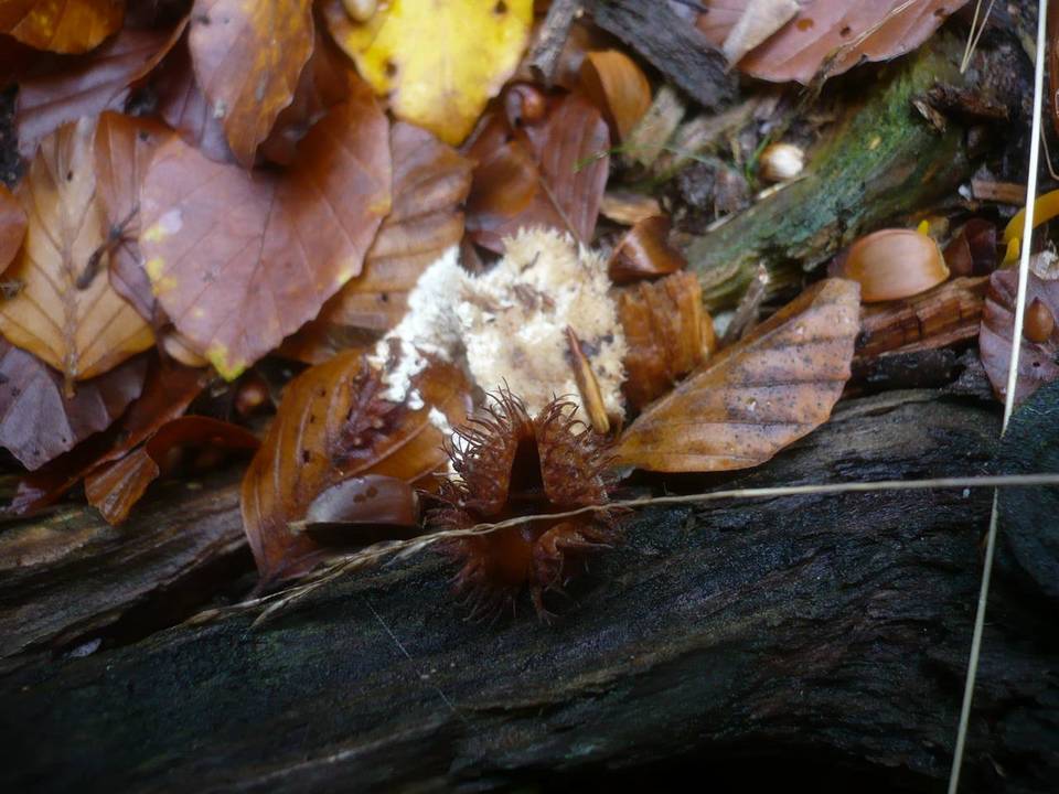 Postia ptychogaster image