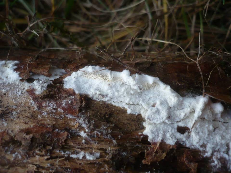 Postia rennyi image
