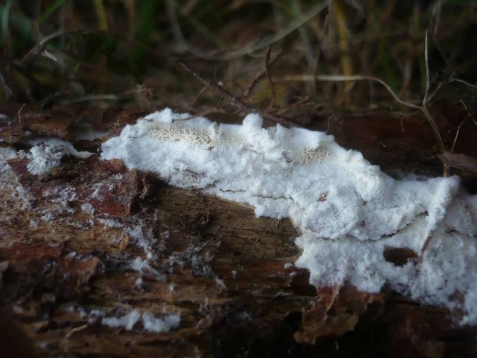 Postia rennyi image