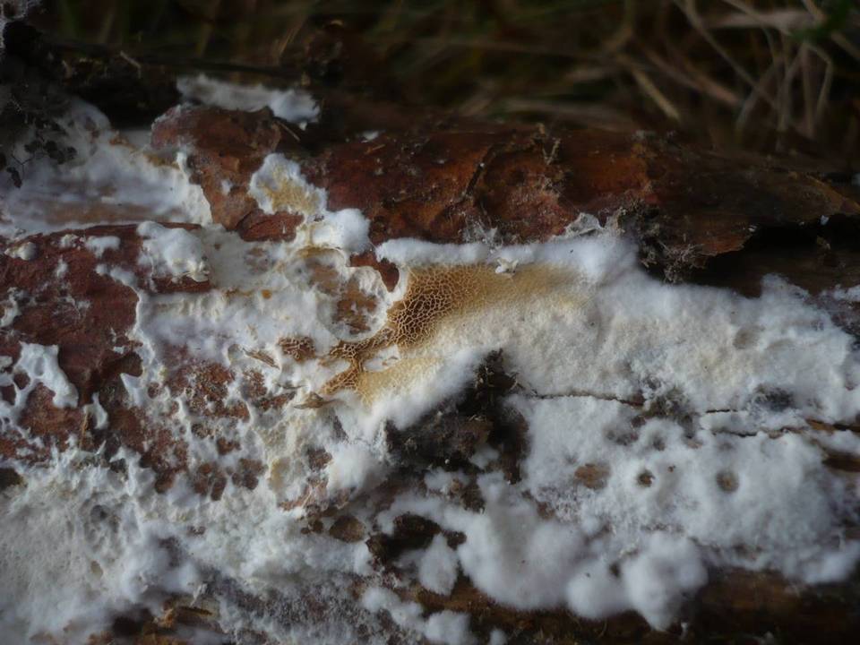Postia rennyi image