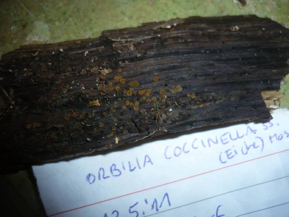 Orbilia coccinella image
