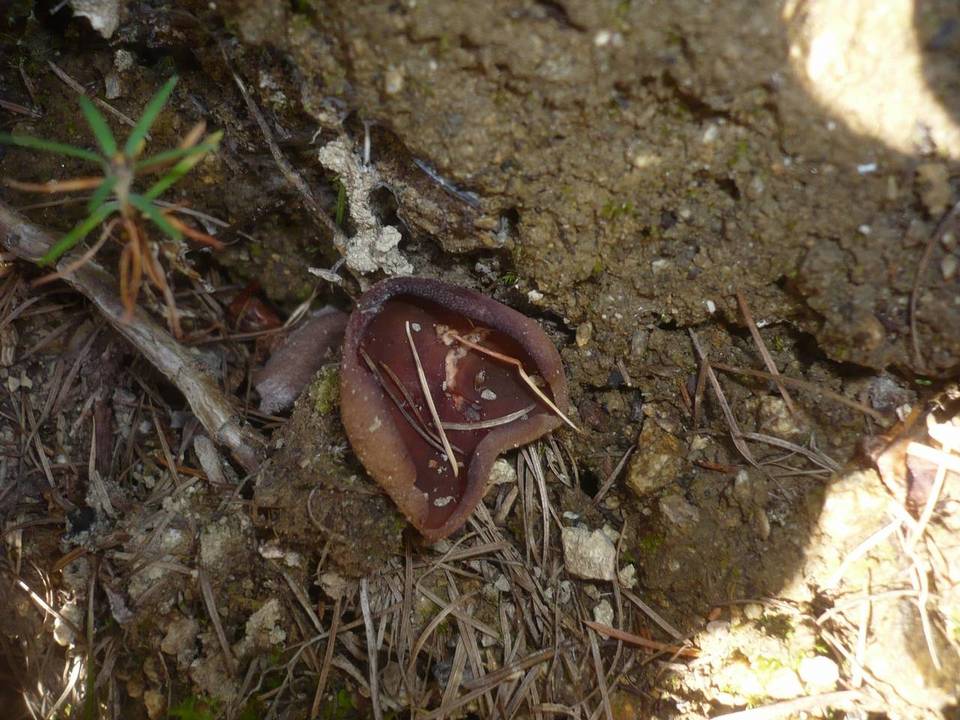 Otidea umbrina image