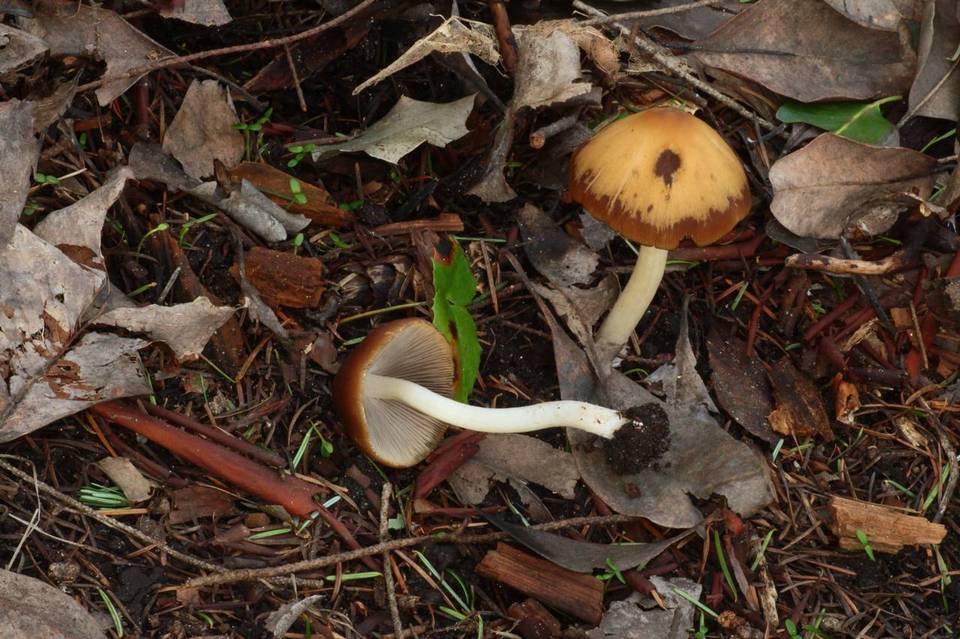 Psathyrella vesiculocystis image