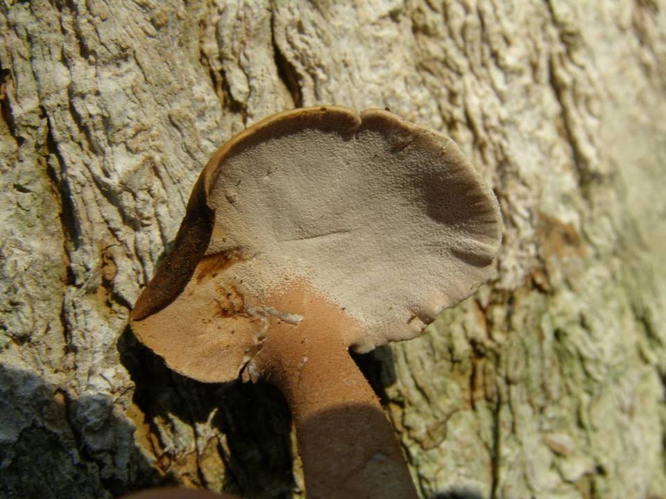 Pseudofistulina radicata image