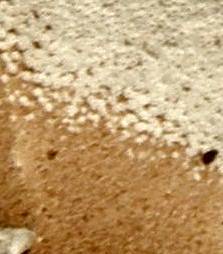 Pseudofistulina radicata image
