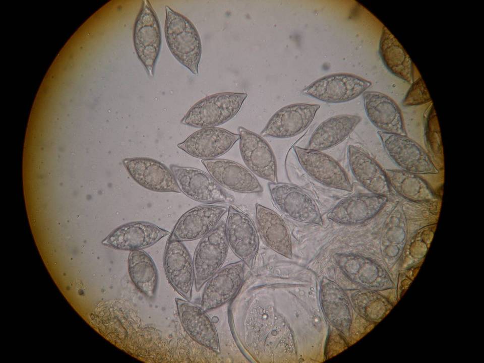 Leucangium carthusianum image