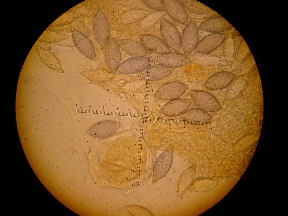 Leucangium carthusianum image