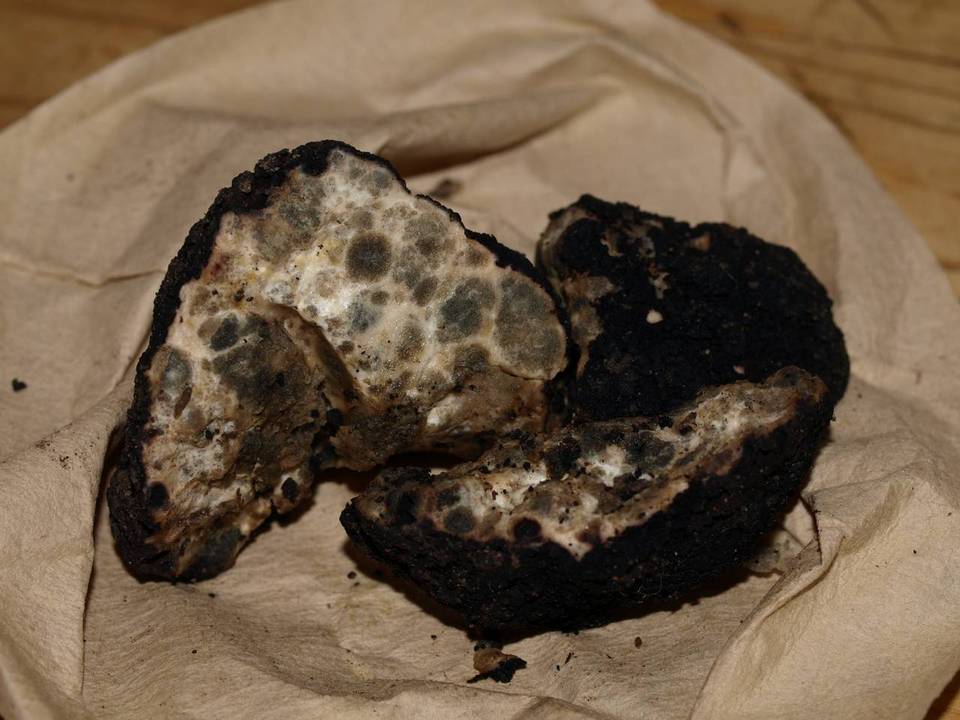 Leucangium carthusianum image