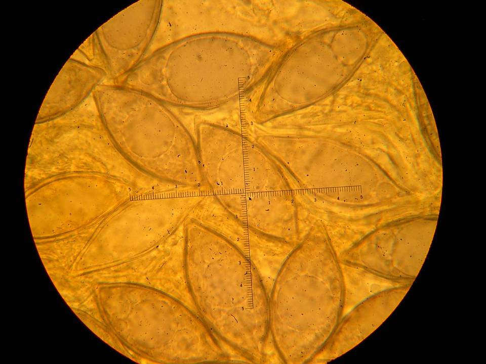 Leucangium carthusianum image
