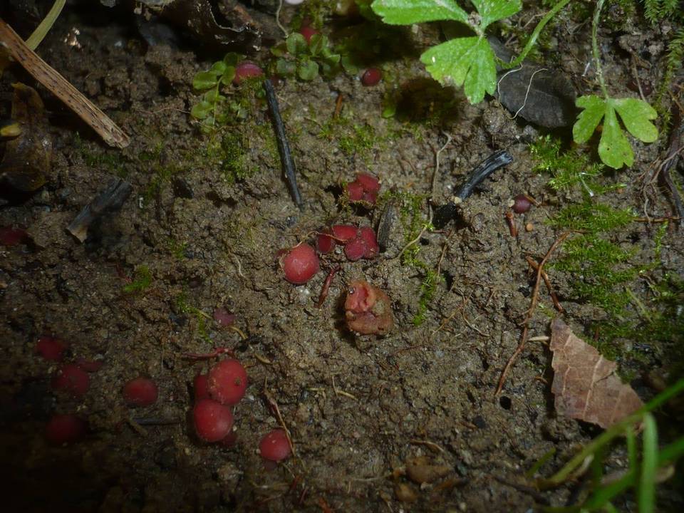 Parascutellinia image