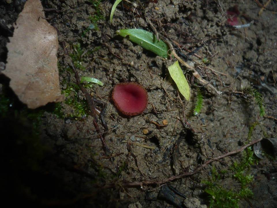 Parascutellinia image