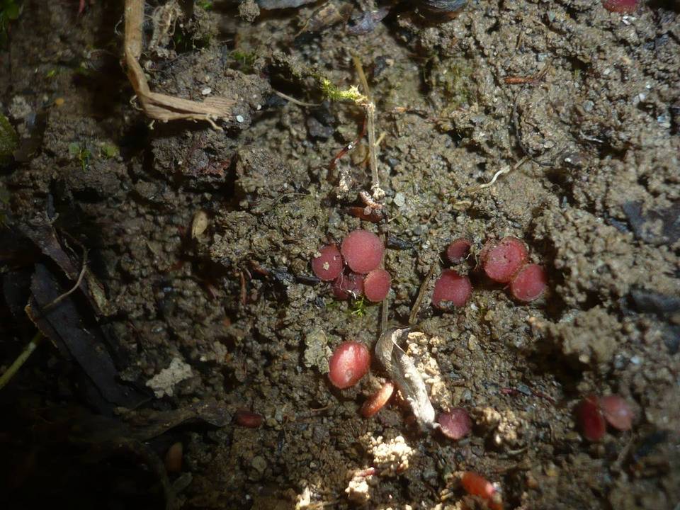 Parascutellinia image