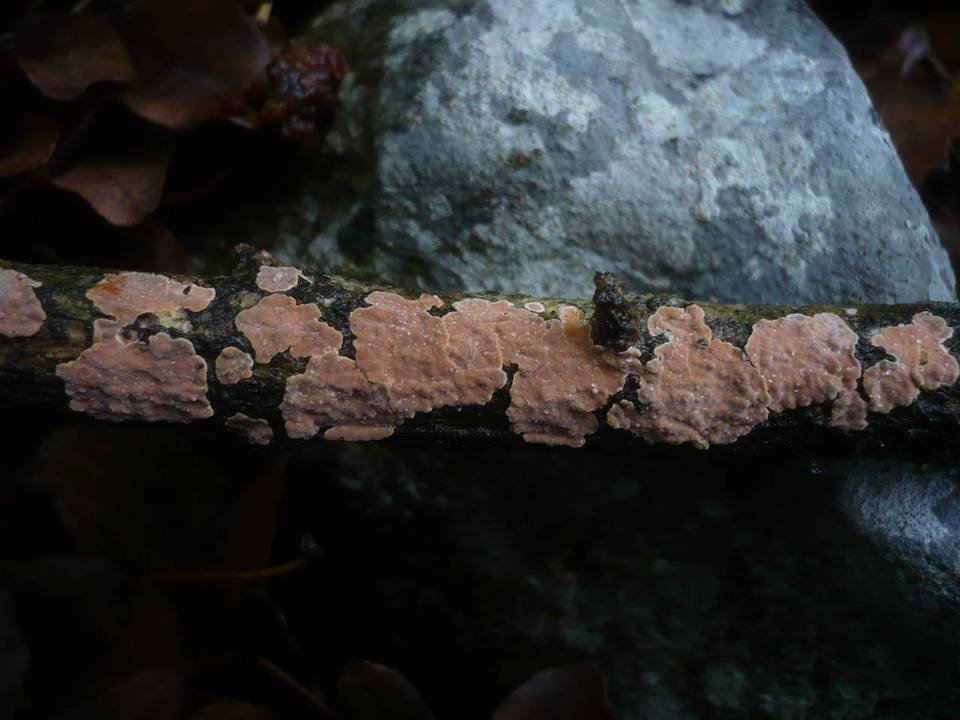 Peniophora proxima image