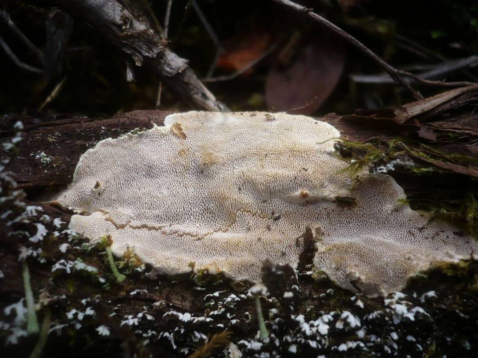 Perenniporia meridionalis image