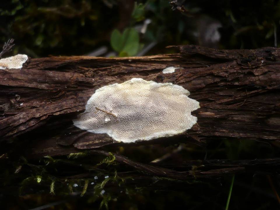 Perenniporia meridionalis image