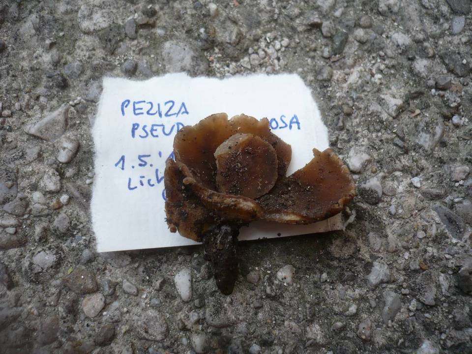 Peziza pseudovesiculosa image