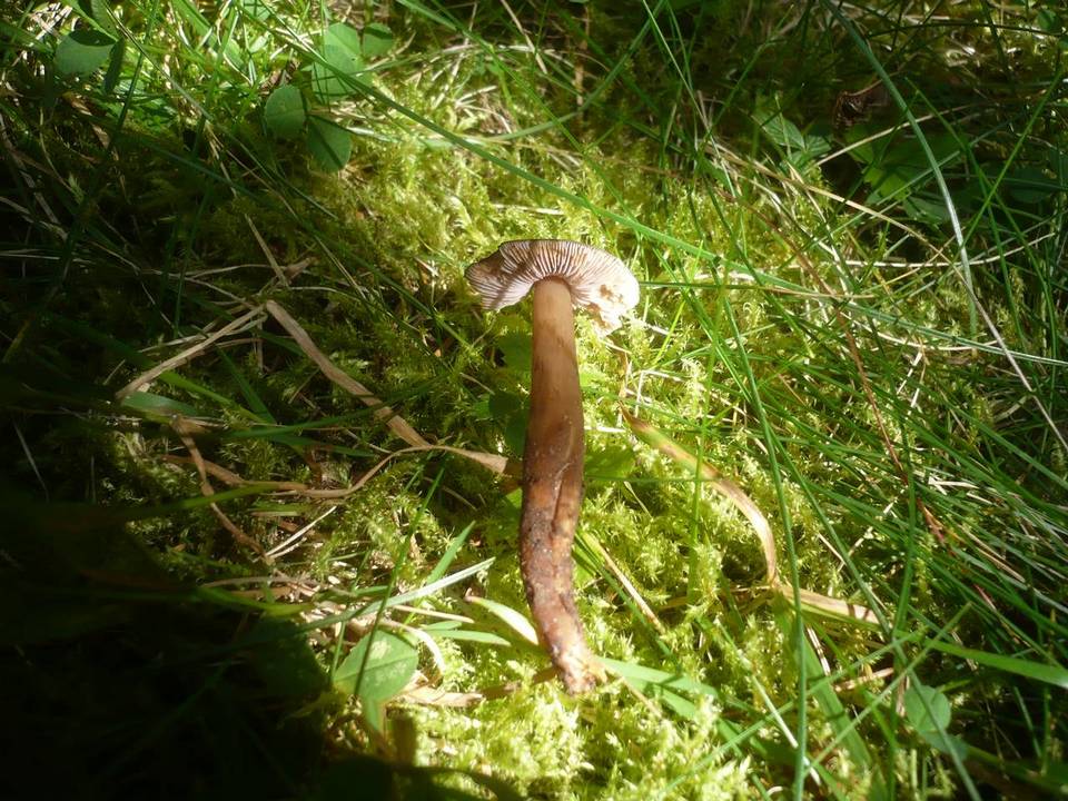 Phaeocollybia festiva image