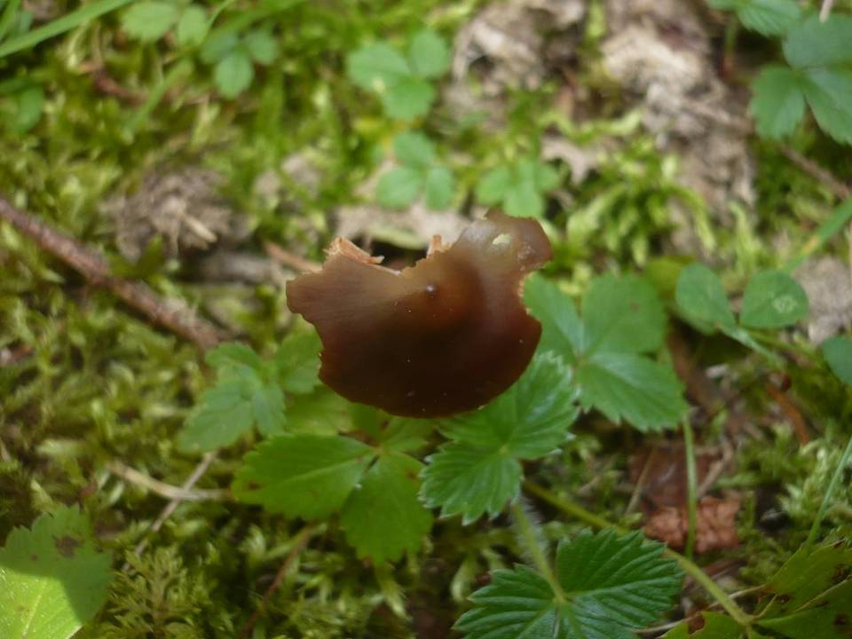 Phaeocollybia festiva image