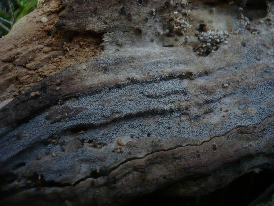 Phaeosolenia platensis image