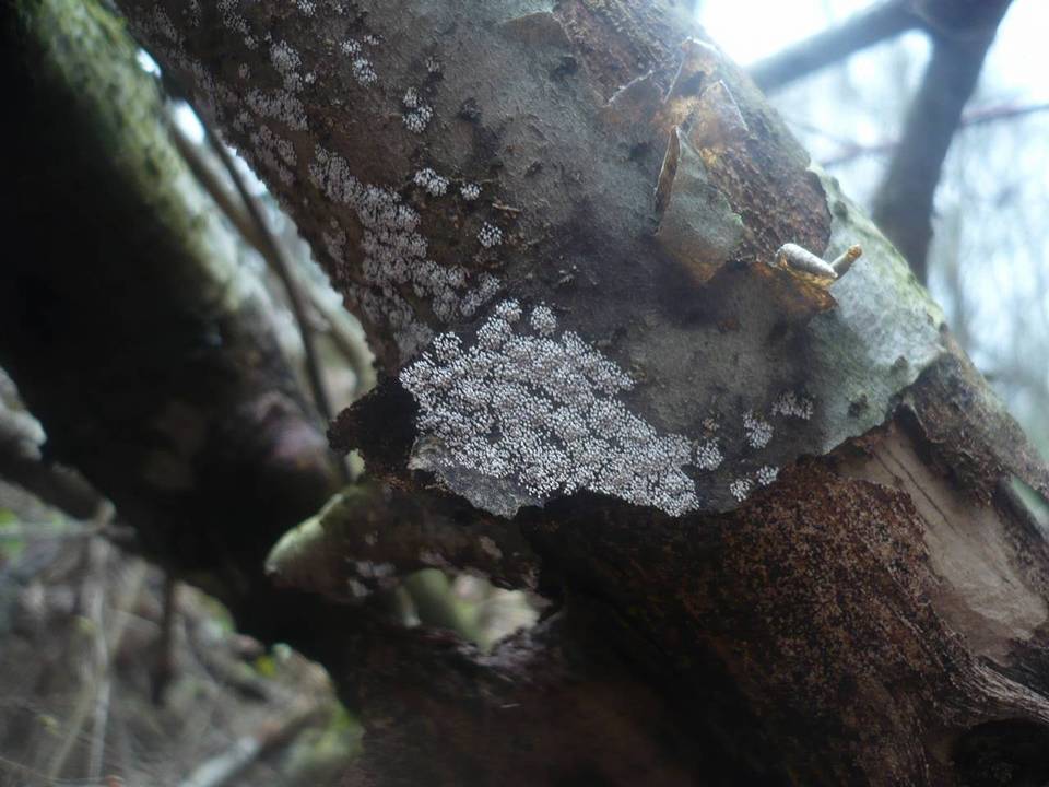 Phaeosolenia platensis image