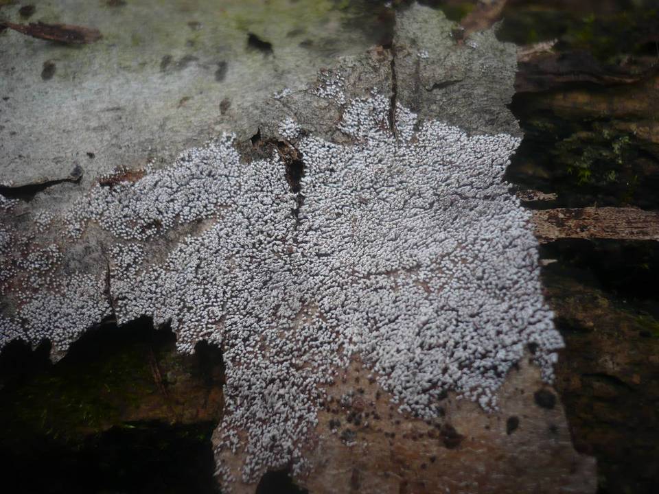 Phaeosolenia platensis image