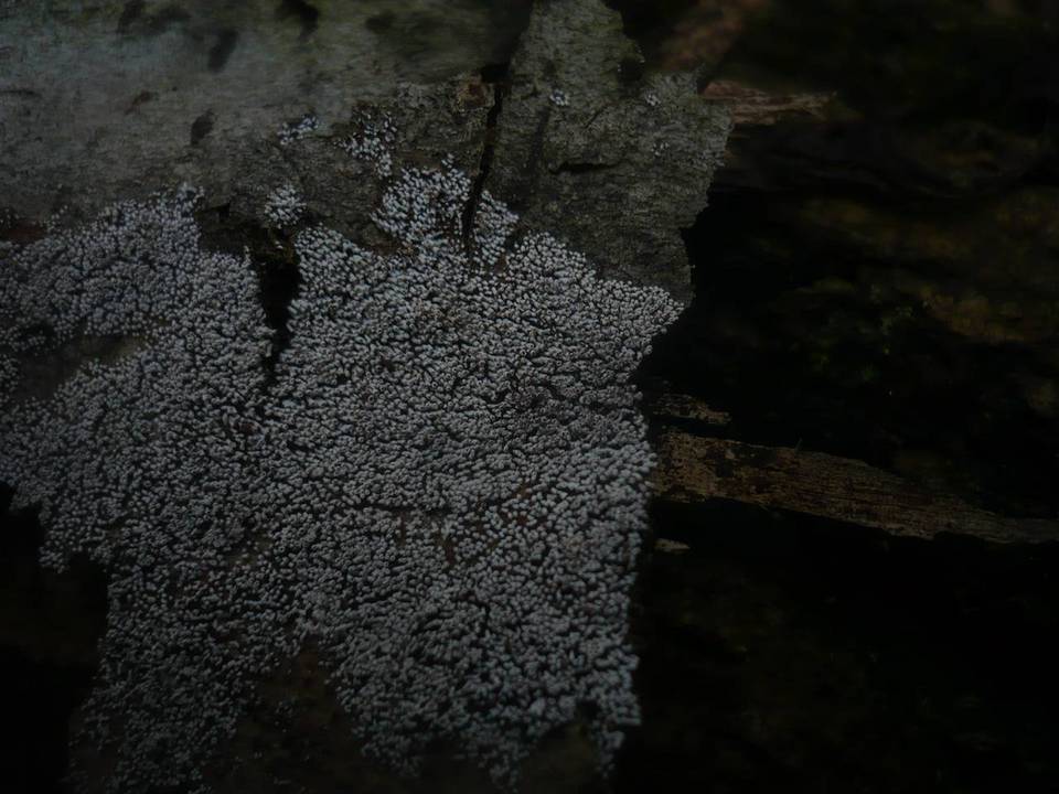 Phaeosolenia image