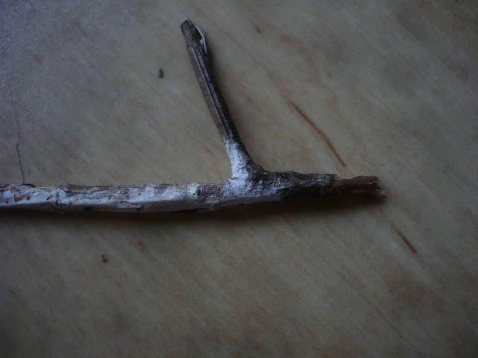 Phanerochaete bubalina image