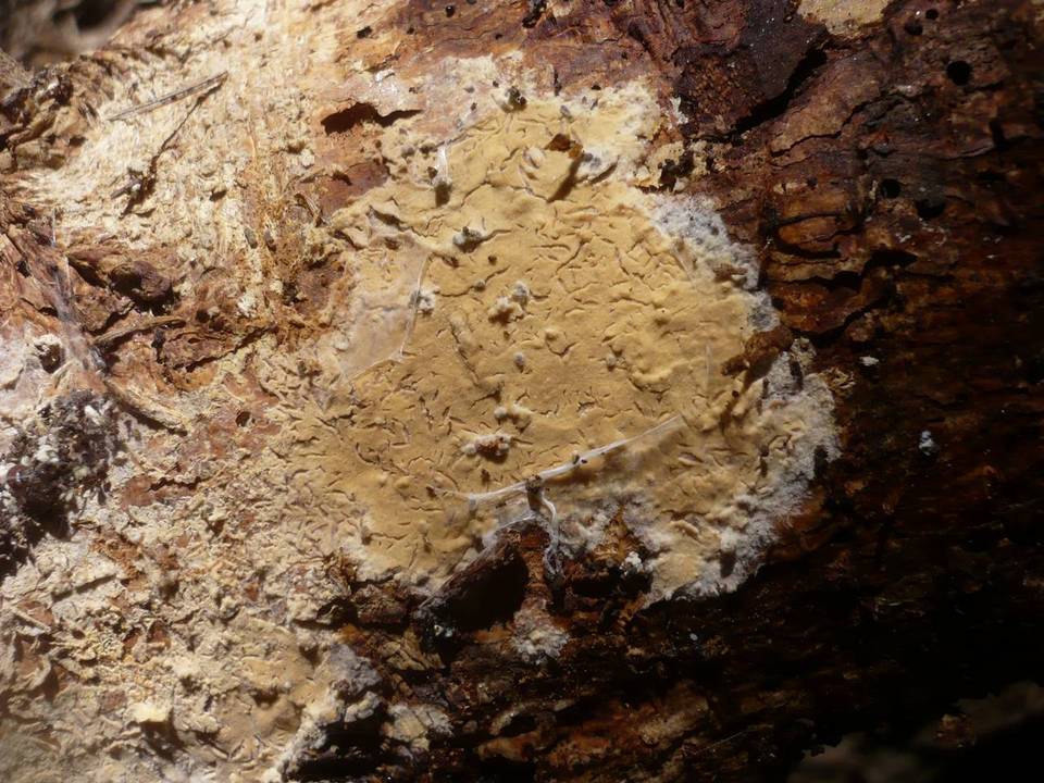 Phanerochaete laevis image