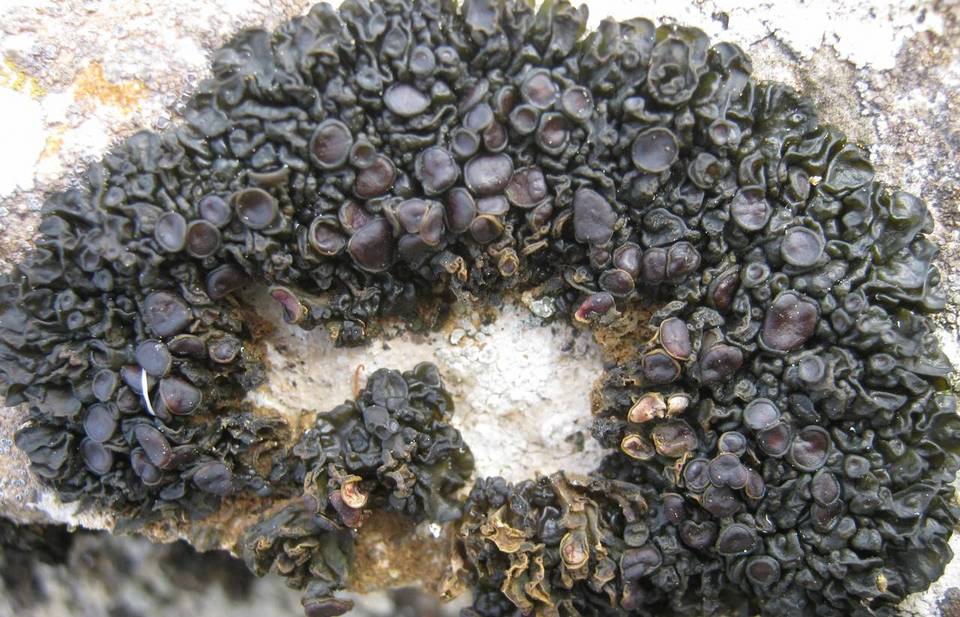 Collema polycarpon image