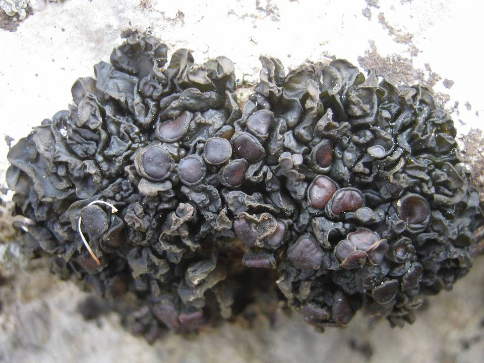 Collema polycarpon image