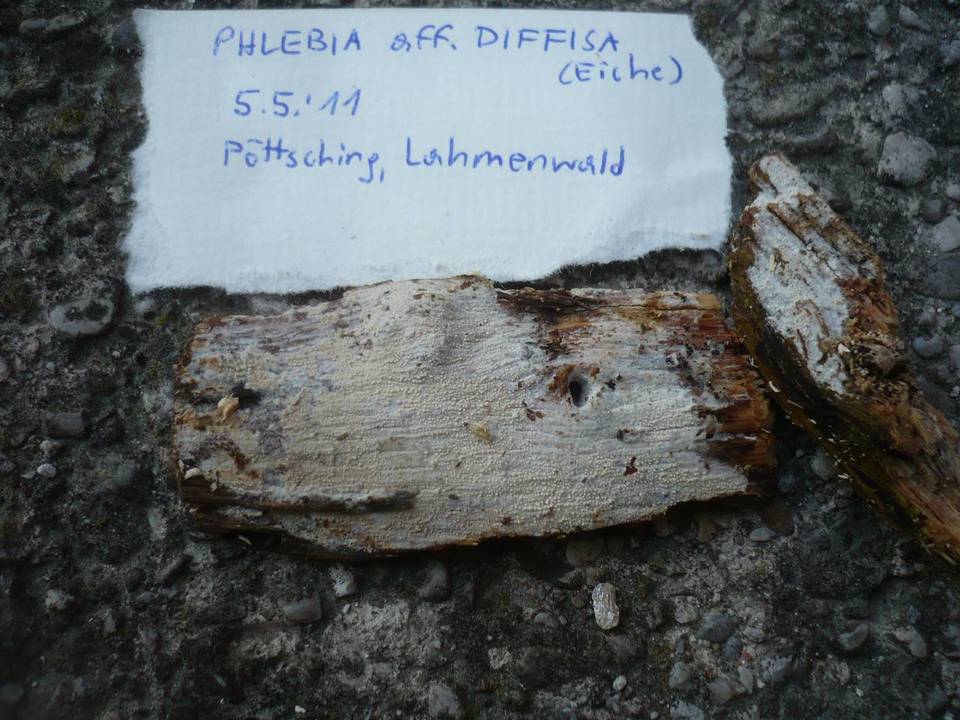 Phlebia diffissa image