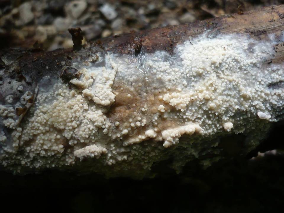 Crustoderma corneum image