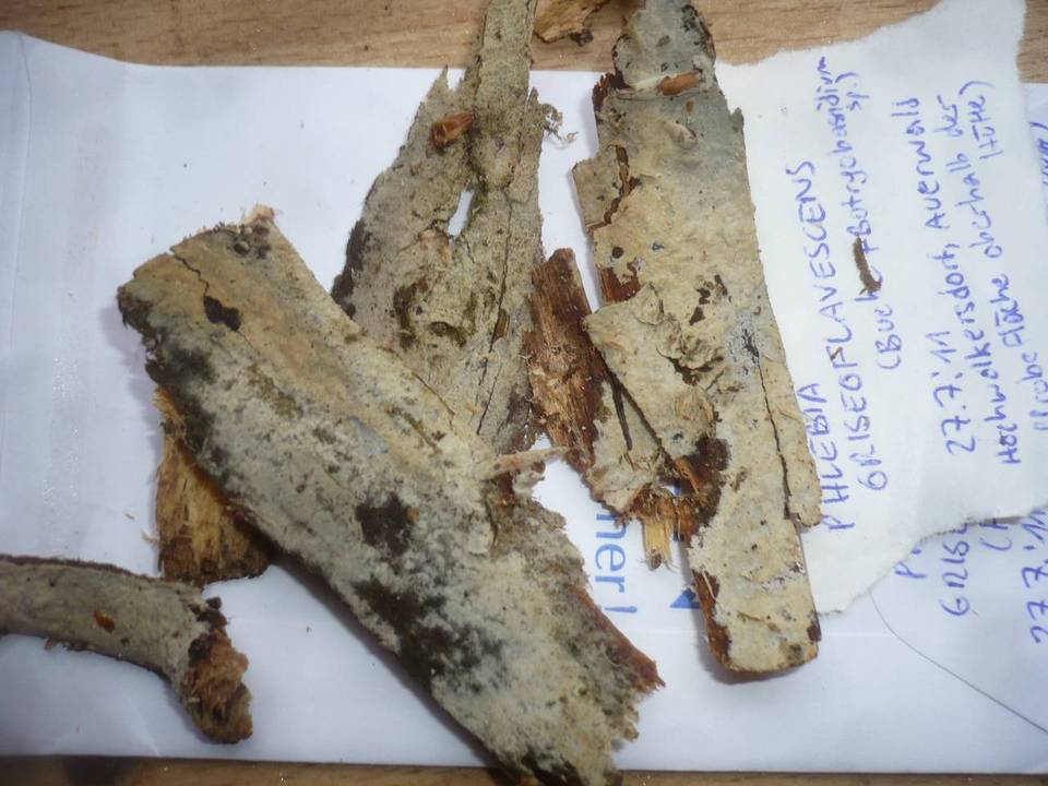 Phlebia griseoflavescens image
