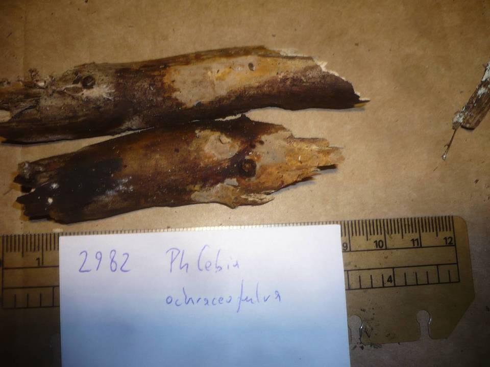 Phlebia ochraceofulva image