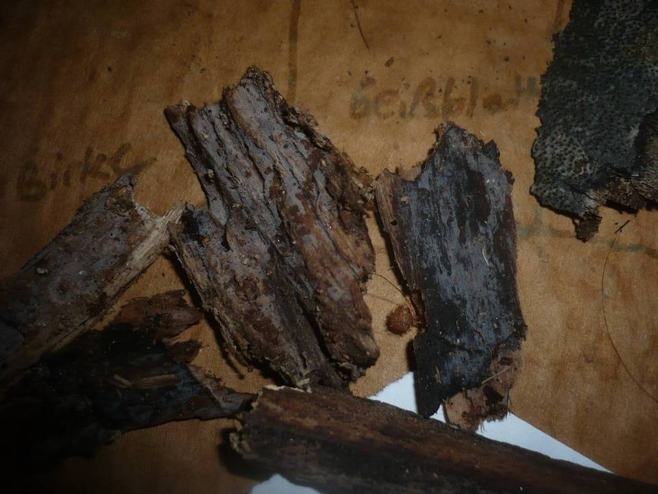 Xenasmatella ardosiaca image