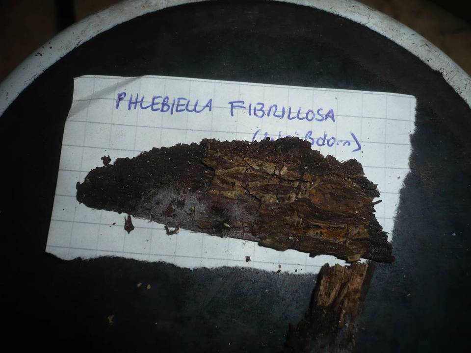 Phlebiella image