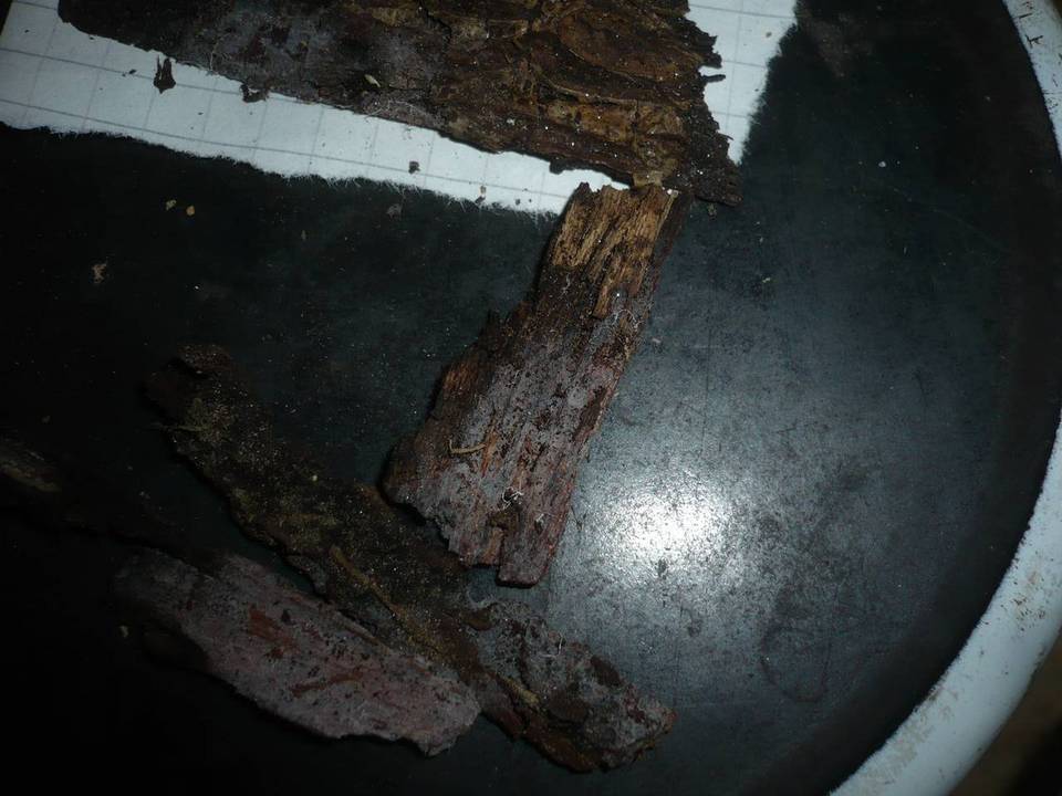 Phlebiella fibrillosa image