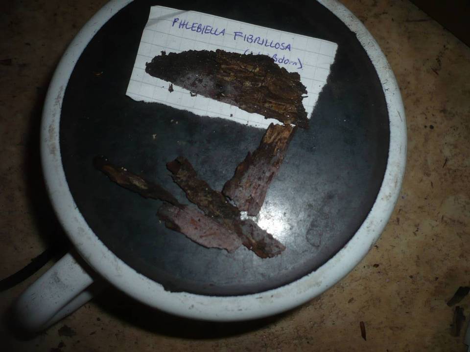 Phlebiella fibrillosa image