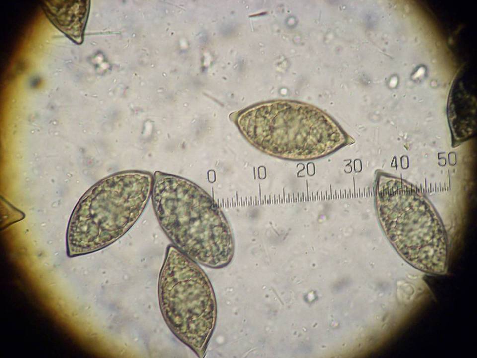 Leucangium carthusianum image