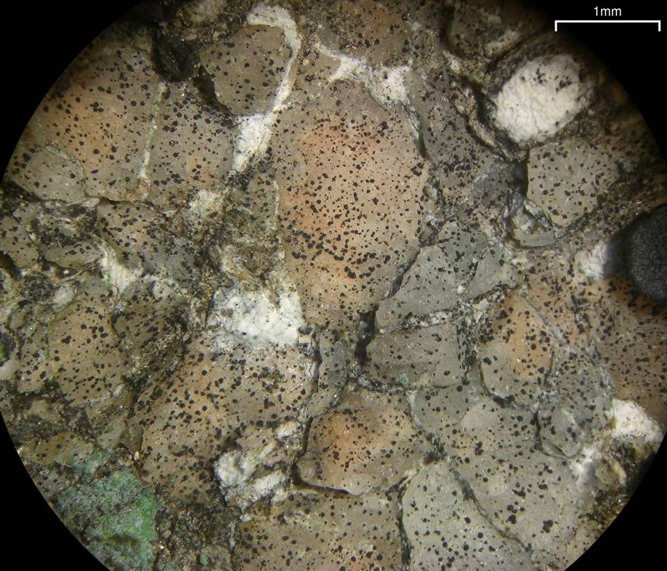 Lichenostigma saxicola image