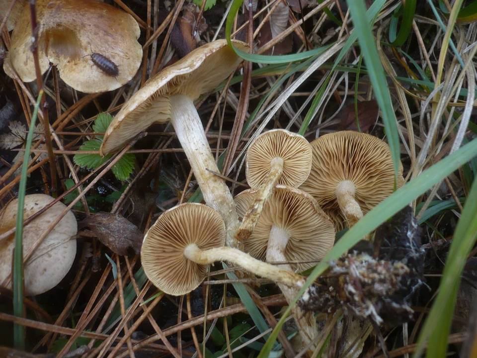 Pholiota gummosa image